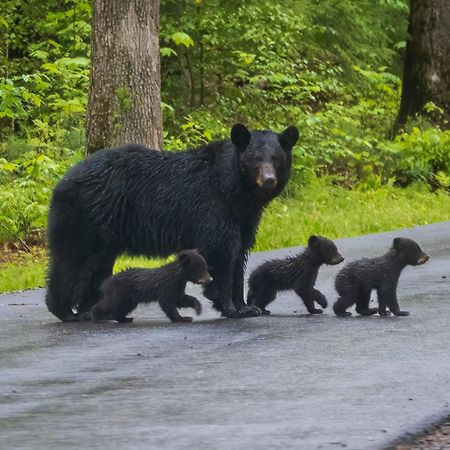 Her Majesty'S Way, Awesome Mtn Views, 1089 Free Tickets Each Paid Day, Dollywood And More Gatlinburg Buitenkant foto