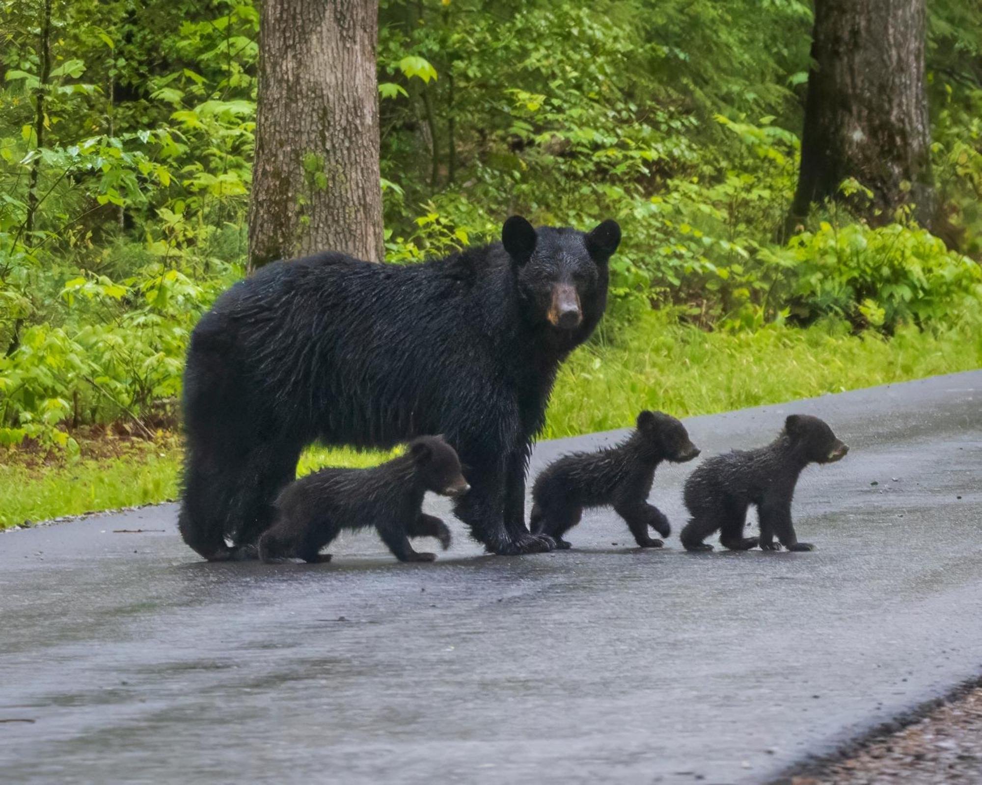 Her Majesty'S Way, Awesome Mtn Views, 1089 Free Tickets Each Paid Day, Dollywood And More Gatlinburg Buitenkant foto